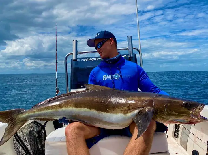 Cobia