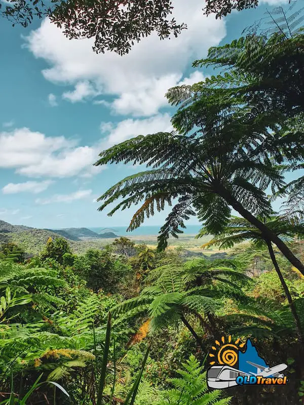tourist destination qld Daintree Rainforest Queensland Australia