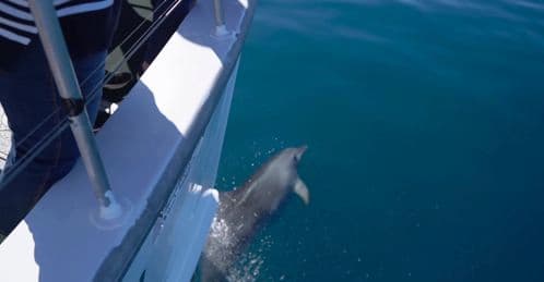 Dolphin