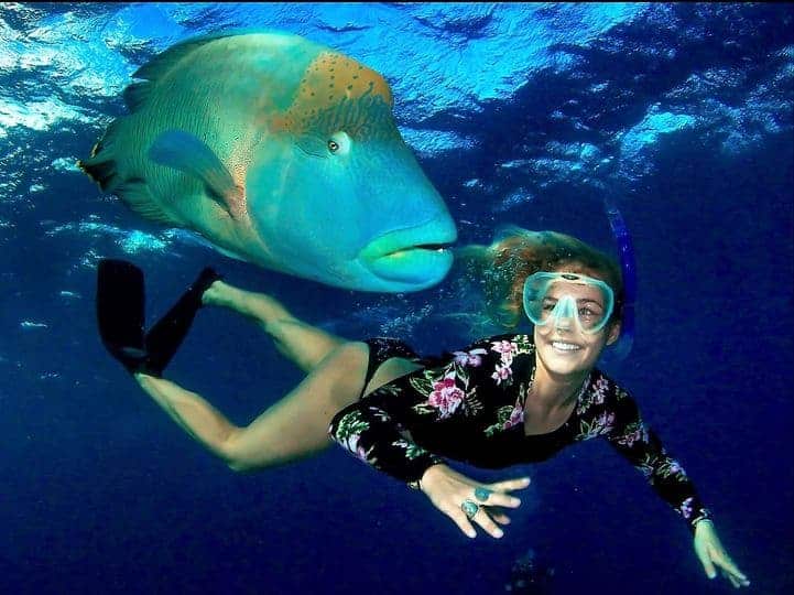 Fish