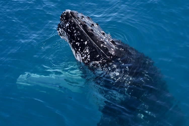 Humpback Whales