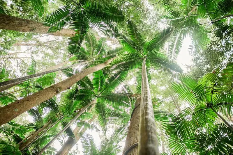 Palm Island