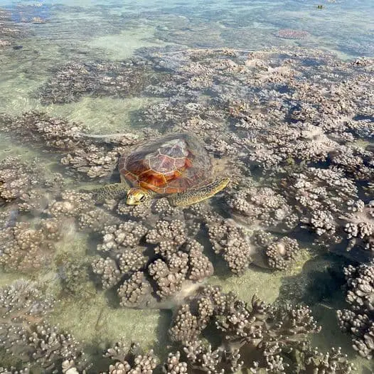 The Reef