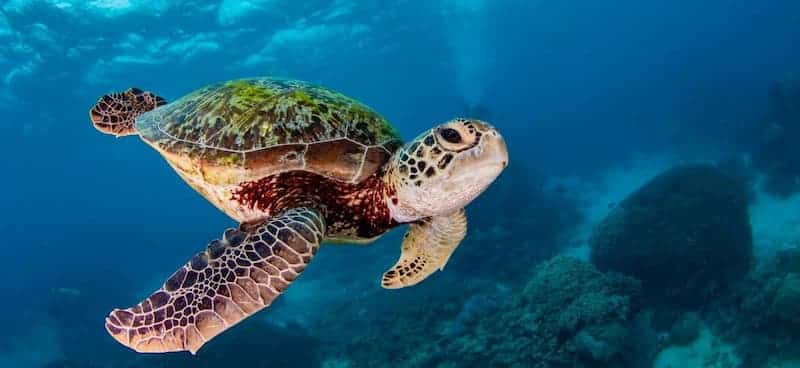 Turtle