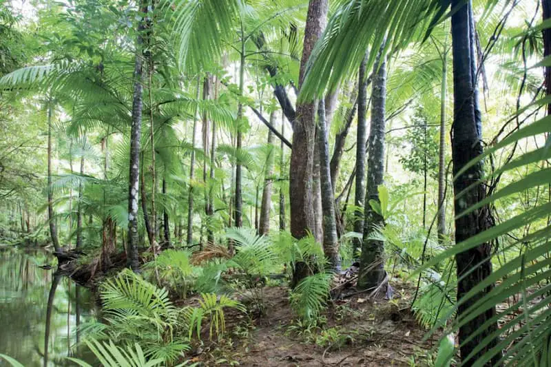 forest