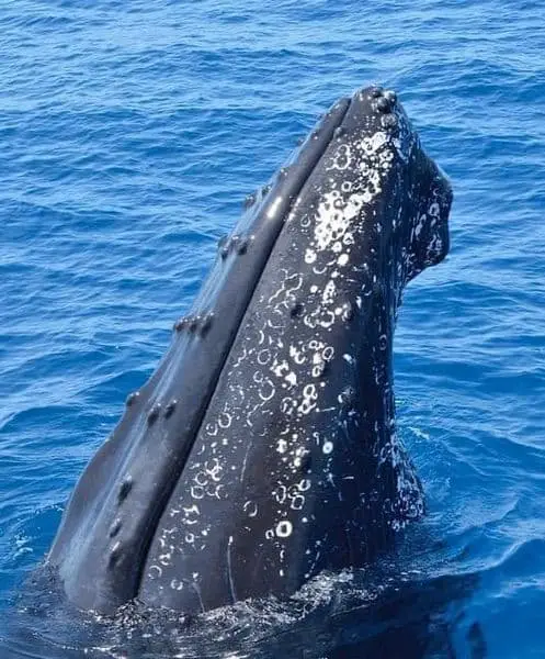 humpback whales