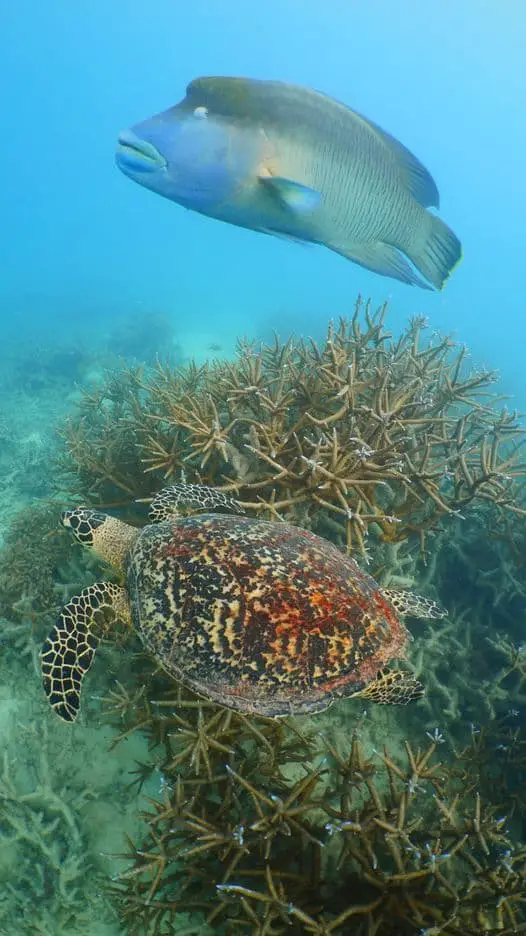 reef