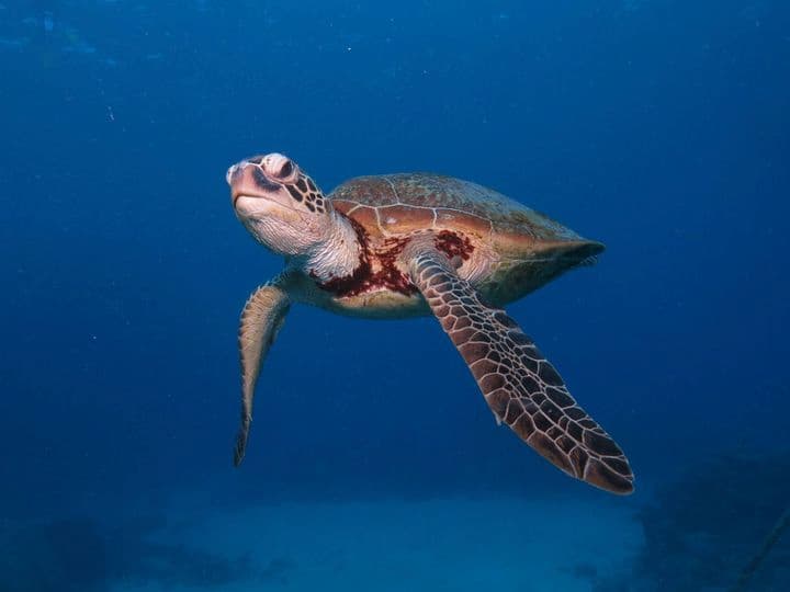 turtle
