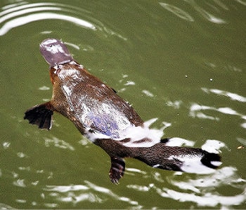 Austrilian Platypus