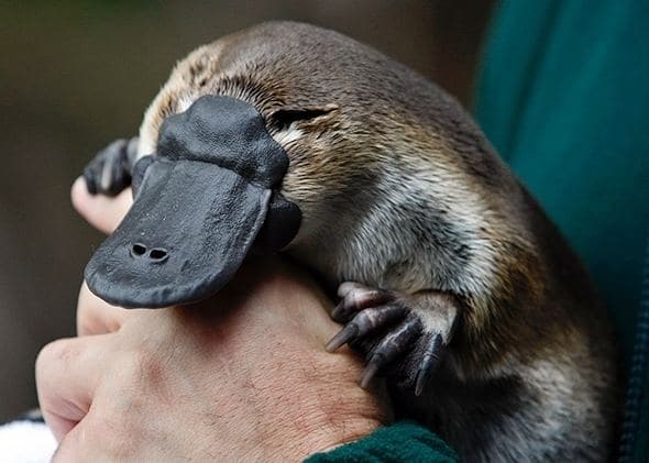 platypus