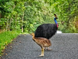 Daintree Forest With Birds