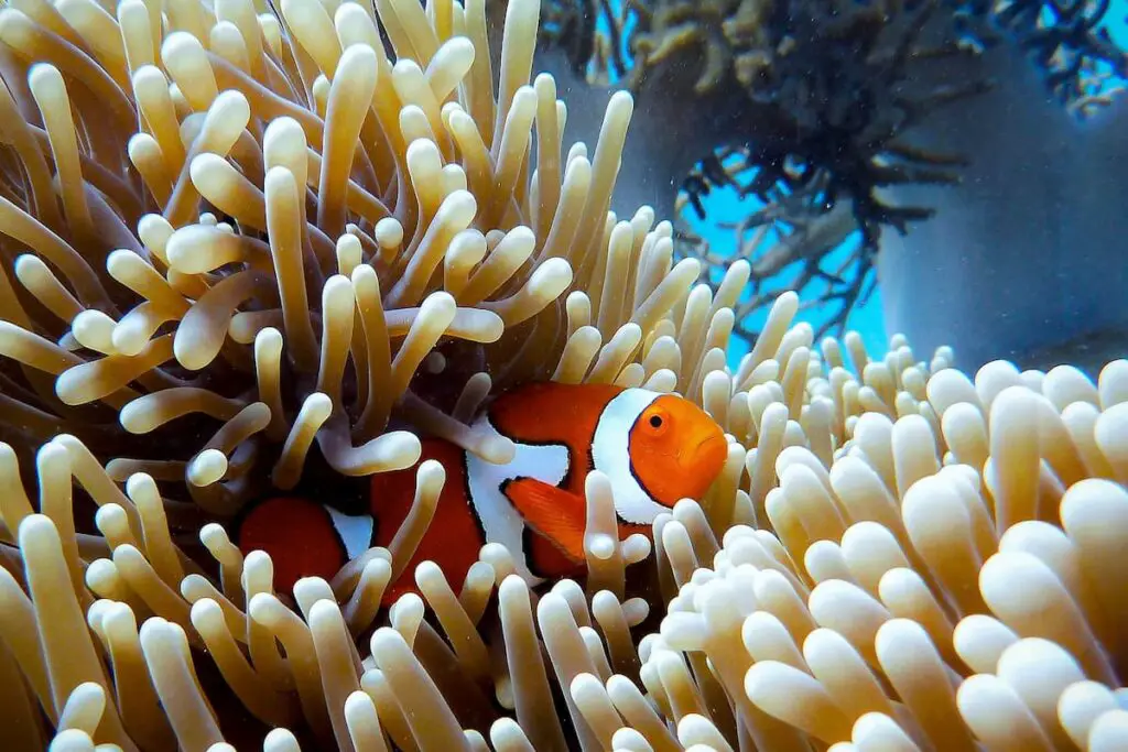 Nemo Fish Best Diving Locations in QLD