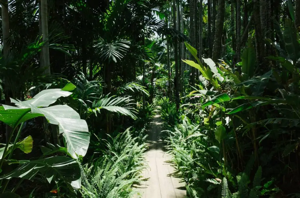 The Daintree Forest