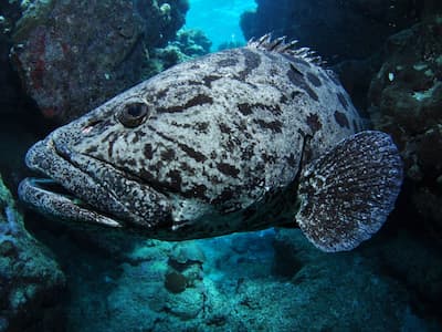 Cod Hole Great Barrier Reef