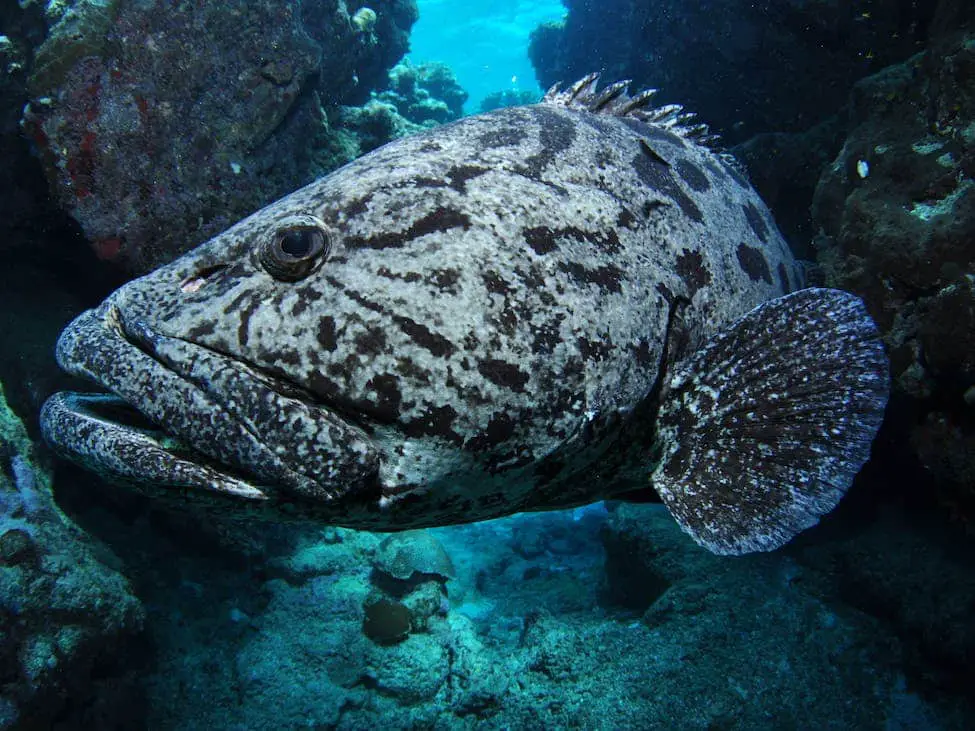 Cod Hole Great Barrier Reef