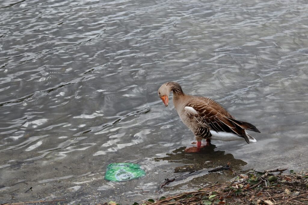 Goose Staring At Rubbish World Environment Day