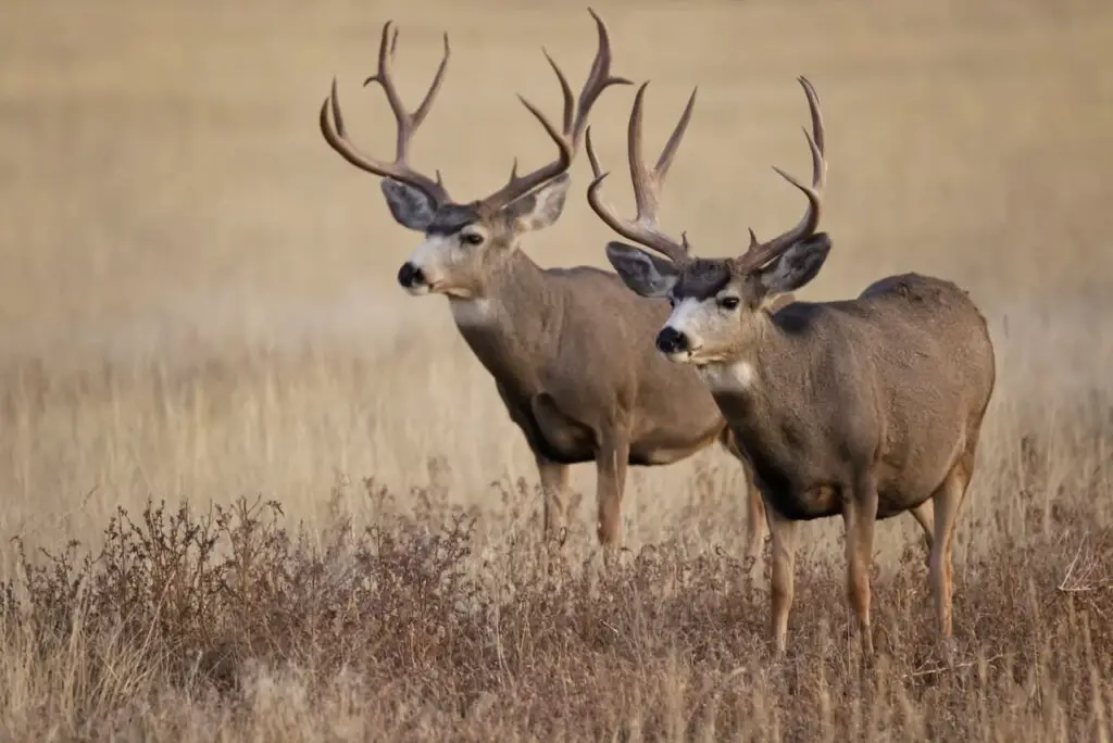 6 Best Hunting Locations In Queensland