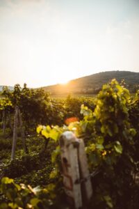 Best Wine Tours In Queensland Sunset