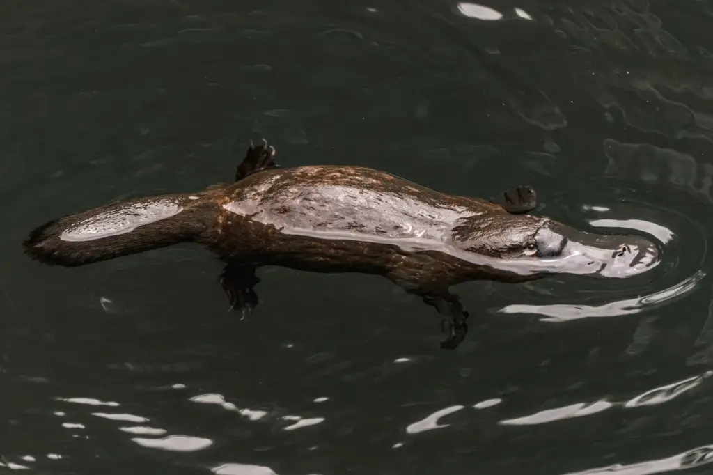 Australian Platypus Swimming In A Lake