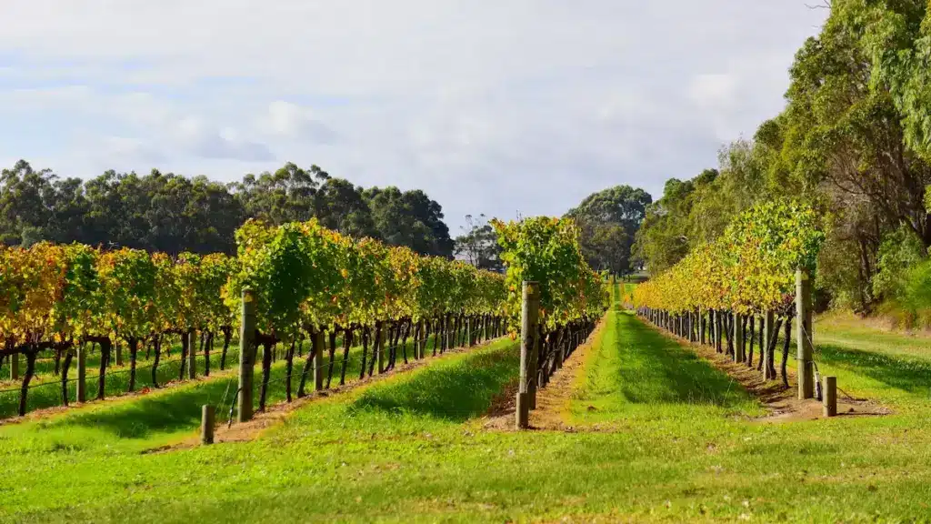 Full Day Winery Tours Gold Coast