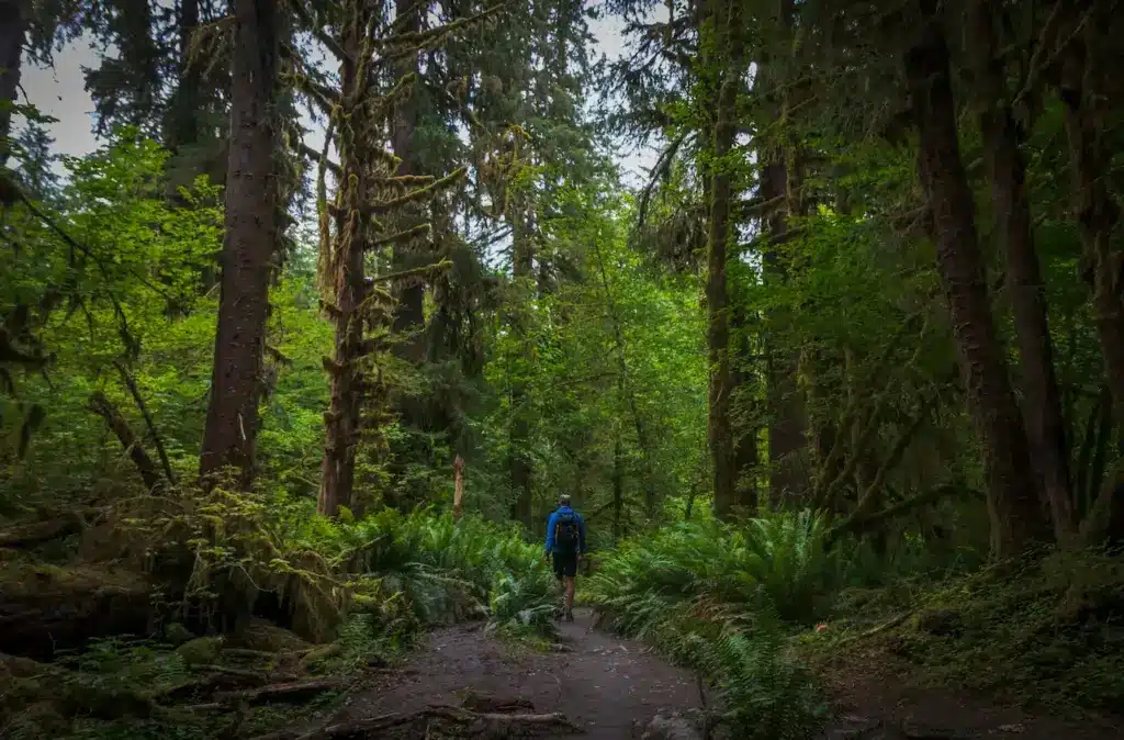 A Man Hiking Rainforests 