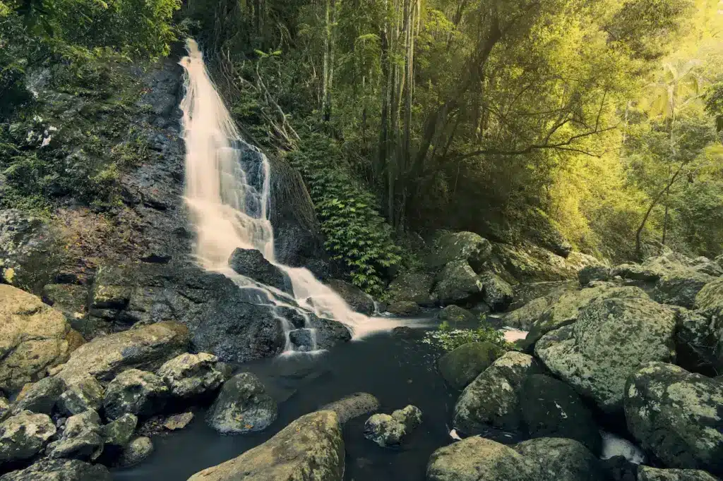 Kondalilla Falls 