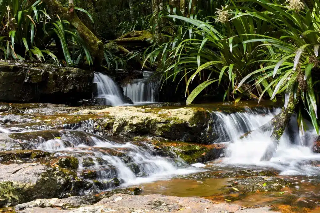 Small Waterfall In Springbrook National Park