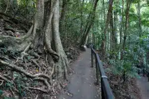 Springbrook National Park