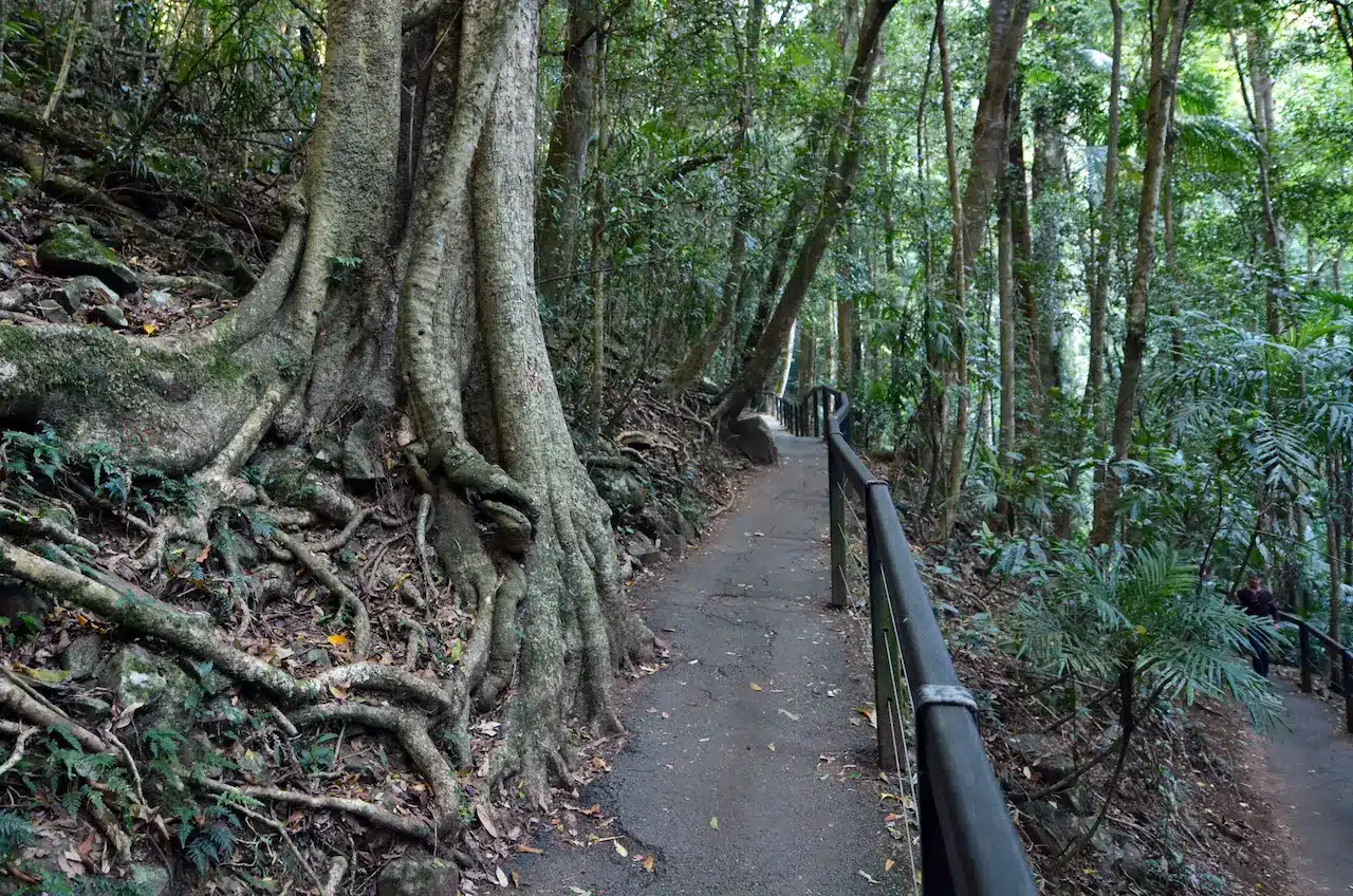 Springbrook National Park