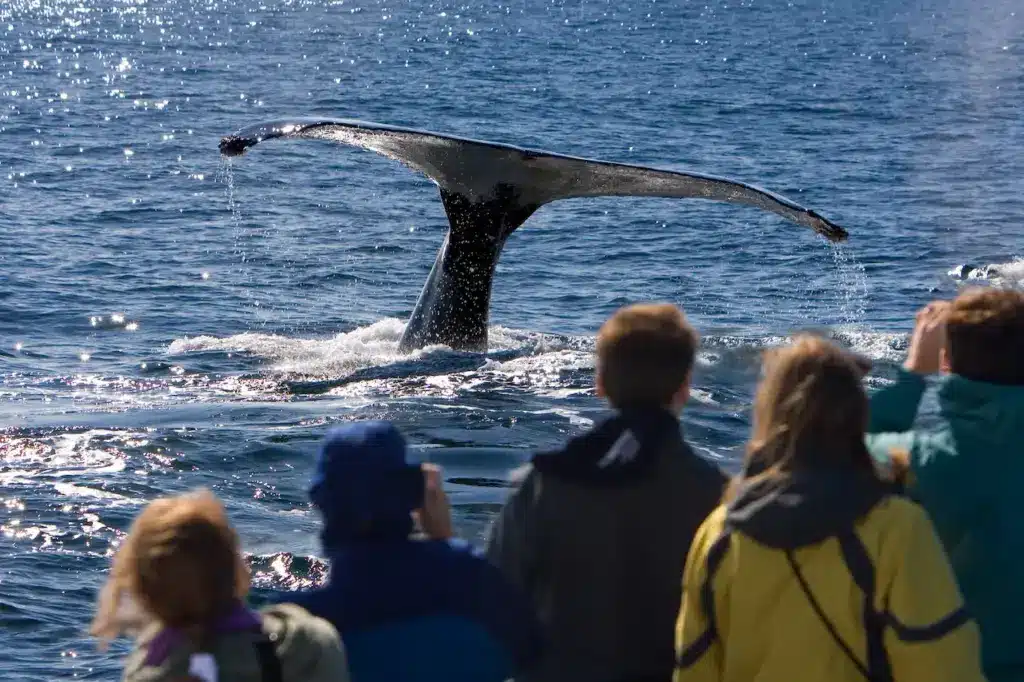 People on the Yacht Whale Watching