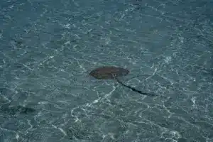 A Stingray At Whitsundays QLD