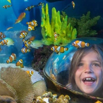 SEA Life Sunshine Coast QLD