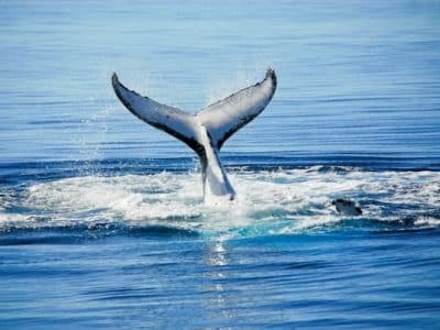 Whale Watching Hervey Bay s